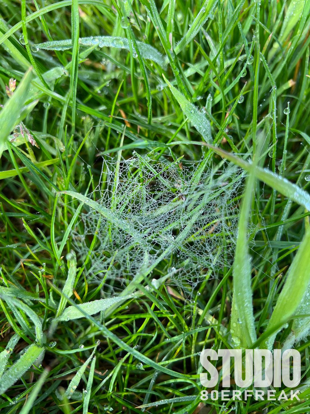Netz